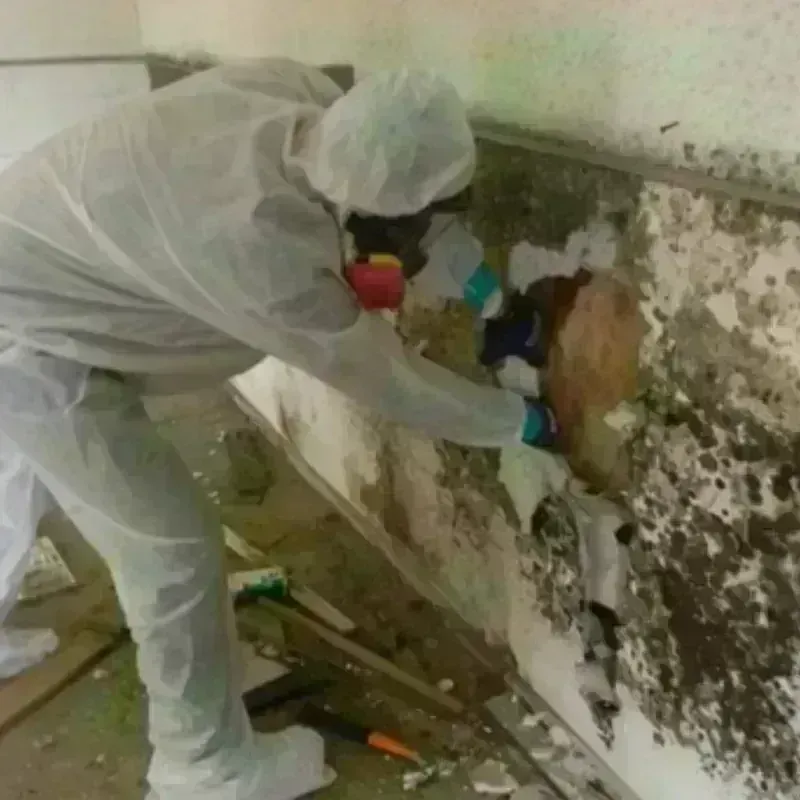 Mold Remediation and Removal in Mount Cobb, PA